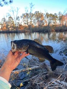 Largemouth Bass
