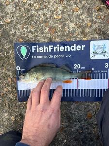 European Perch