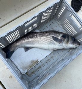 European Bass (Seabass)