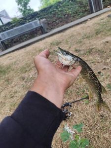 Northern Pike