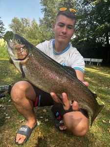 Rainbow Trout