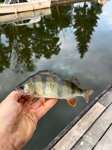 European Perch
