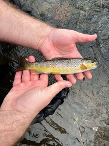 Brown Trout