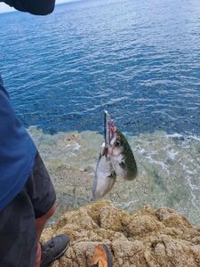 Mackerel