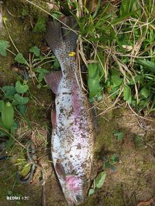 Rainbow Trout