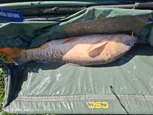 Mirror Carp