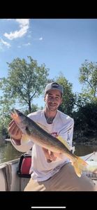 Walleye