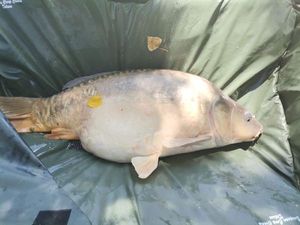 Common Carp