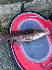 Ballan Wrasse