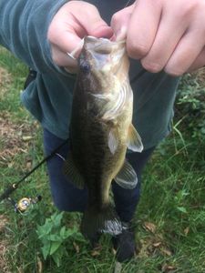 Largemouth Bass