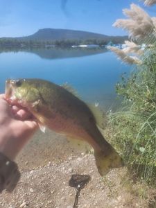 Largemouth Bass