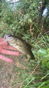 Largemouth Bass