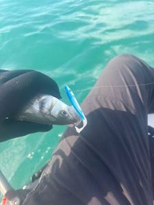 European Bass (Seabass)