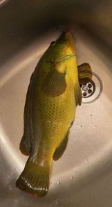 Ballan Wrasse