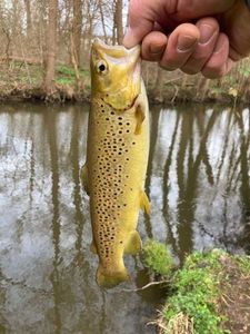 Brown Trout
