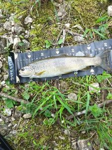 Brown Trout