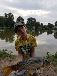 Common Carp