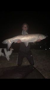 Grass Carp