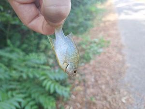 Green Sunfish