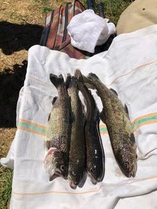 Rainbow Trout