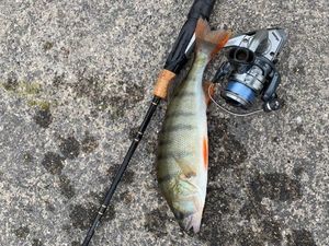 European Perch