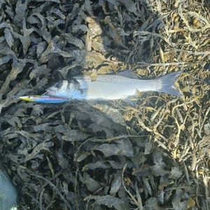 European Bass (Seabass)