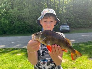 European Perch
