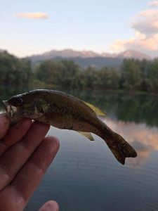 Largemouth Bass