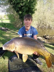 Mirror Carp