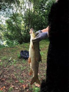 Barbel