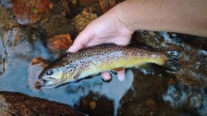 Brown Trout