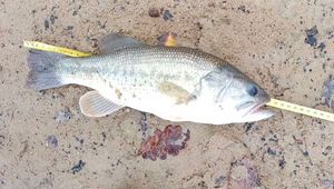 Largemouth Bass