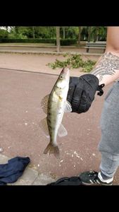 Zander