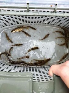 Common Minnow