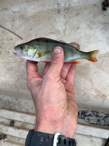 European Perch
