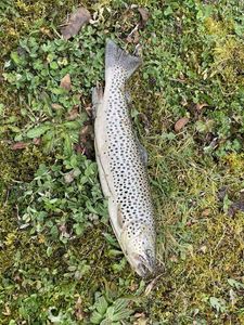Brown Trout