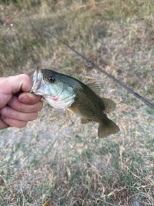 Largemouth Bass