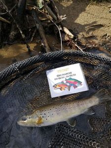 Brown Trout