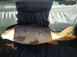 Mirror Carp