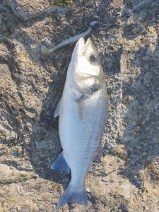 European Bass (Seabass)