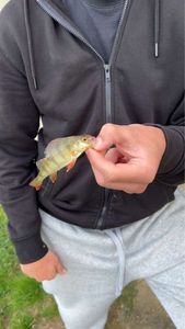 Yellow Perch