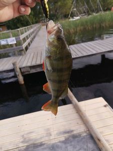 European Perch