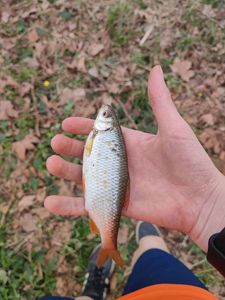 Roach