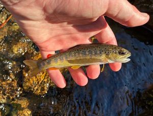 Brown Trout
