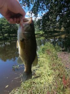 Largemouth Bass