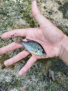 Green Sunfish