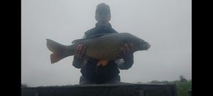 Common Carp