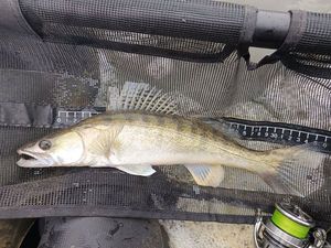 Zander