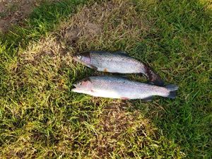 Rainbow Trout