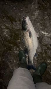 European Bass (Seabass)
